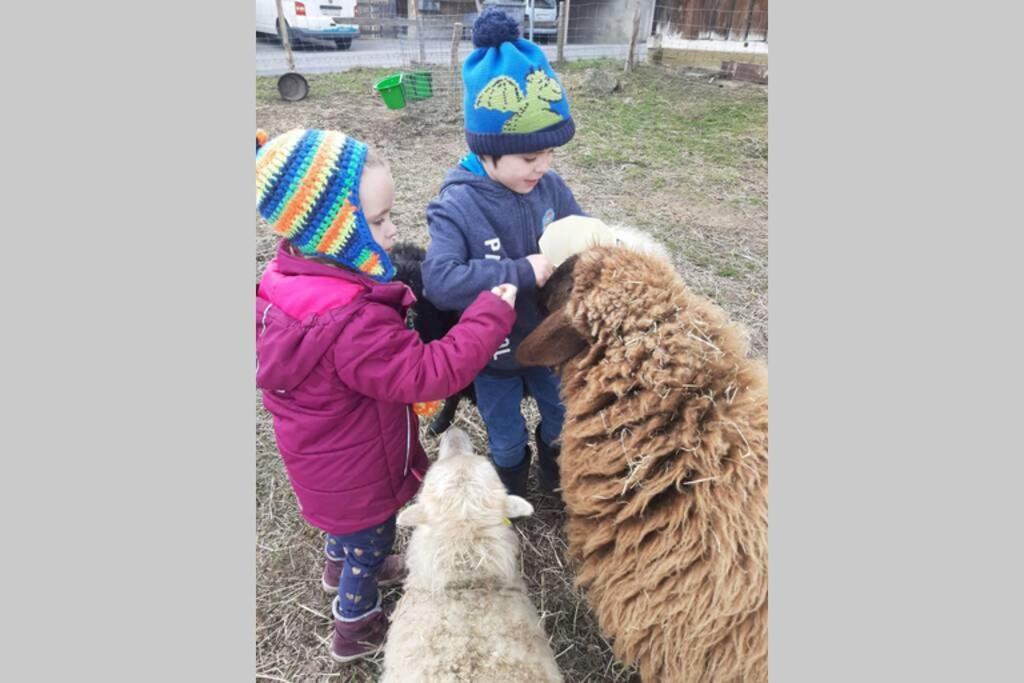 Gruppenunterkunft Mit Billardtisch Und Lamatrekking Meikirch Exterior foto